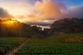 Sunrise over Strawberry Farm Royalty Free Stock Photo