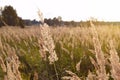 Sunrise over a summer blooming meadow. Royalty Free Stock Photo