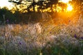 Sunrise over a summer blossoming meadow Royalty Free Stock Photo