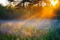 Sunrise over a summer blossoming meadow Royalty Free Stock Photo