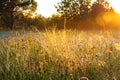 Sunrise over a summer blossoming meadow Royalty Free Stock Photo