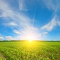 Sunrise over summer corn field Royalty Free Stock Photo