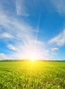 Sunrise over summer corn field Royalty Free Stock Photo