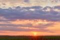 Sunrise over summer corn field Royalty Free Stock Photo