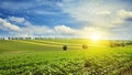 Sunrise over sunflower field Royalty Free Stock Photo