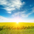 Sunrise over sunflower field Royalty Free Stock Photo