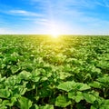 Sunrise over sunflower field Royalty Free Stock Photo