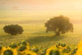 Sunrise over sunflower field Royalty Free Stock Photo