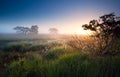 Sunrise over swamps with cotton-grass Royalty Free Stock Photo