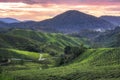 Sunrise over tea plantation in Cameron Highlands, Malaysia
