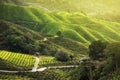 Sunrise over tea plantation in Cameron Highlands, Malaysia