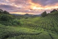 Sunrise over tea plantation in Cameron Highlands, Malaysia