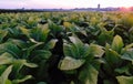 Sunrise over a tobacco field in Lancaster County, Pennsylvania Royalty Free Stock Photo