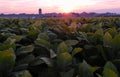 Sunrise over a tobacco field Royalty Free Stock Photo