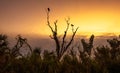 Sunrise over a tree with vultures sitting on top in Everglades National Park Royalty Free Stock Photo