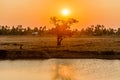 Sunrise over the trees and swamps. Royalty Free Stock Photo