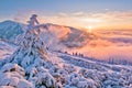 Sunrise over trees under snow near Durkova in Nizke Tatry mountains Royalty Free Stock Photo