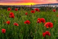 Sunrise over the valley of blooming wild poppies, in the background the rising sun and beautiful morning fog Royalty Free Stock Photo