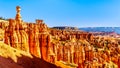 Sunrise over the Vermilion colored Pinnacles, Hoodoos and Amphitheaters along the Navajo Loop Trail in Bryce Canyon National Park Royalty Free Stock Photo