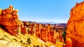 Sunrise over the Vermilion colored Pinnacles, Hoodoos and Amphitheaters along the Navajo Loop Trail in Bryce Canyon National Park Royalty Free Stock Photo