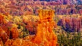 Sunrise over the Vermilion colored Pinnacles, Hoodoos and Amphitheaters along the Navajo Loop Trail in Bryce Canyon National Park Royalty Free Stock Photo