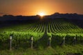 Sunrise over vineyard