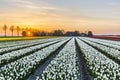 Sunrise over the white tulip field in the Noordoostpolder municipality, Flevoland