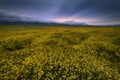 Sunrise over wild flower field in Carrizo Plain NM