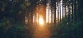 Sunrise in overgrown forest with natural lens flare