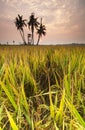 Sunrise at Paddy field, Sekinchan.