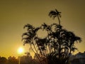 Sunrise through palm fronds