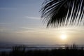 Sunrise Palm