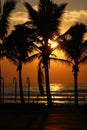 Sunrise through Palm Trees at Durban Beach