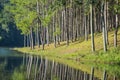 Sunrise at Pang-ung, pine forest park in north thailand Royalty Free Stock Photo