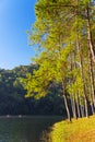 Sunrise at Pang-ung, pine forest park for relax in thailand Royalty Free Stock Photo