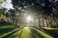 Sunrise at Pang-ung, pine forest park Royalty Free Stock Photo