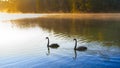 Sunrise at Pangoung with swan, Thailand