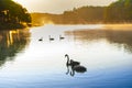 Sunrise at Pangoung with swan, Thailand