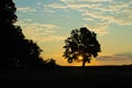 Sunrise Peeking through Tree