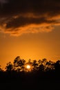 Sun peeks through FL scrub pines at sunrise