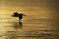 Sunrise with Pelican Siloute in Bahia Concepcion, Baja California, Mexico Royalty Free Stock Photo