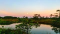 sunrise picture with a gorgeous sky, a marsh at sunrise, a moon setting in the sky, dark silhouettes of marsh trees in the morning