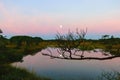 sunrise picture with a gorgeous sky, a marsh at sunrise, a moon setting in the sky, dark silhouettes of marsh trees in the morning