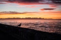 Sunrise Pigeon Silhouette