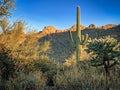 Sunrise Pima Canyon trail in the Santa Catalina Mountains Tucson Arizona USA Royalty Free Stock Photo