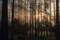 Sunrise in a pine forest. The rays of the sun in the morning shining through the branches of trees in a haze