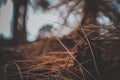 Sunrise with pine fruit