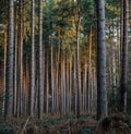 Orange glow of sunrise light reflects from pinetrees