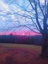 Sunrise pinksky woods fall nature Royalty Free Stock Photo