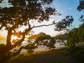 Sunrise through Pohutukawa trees, New Chums beach